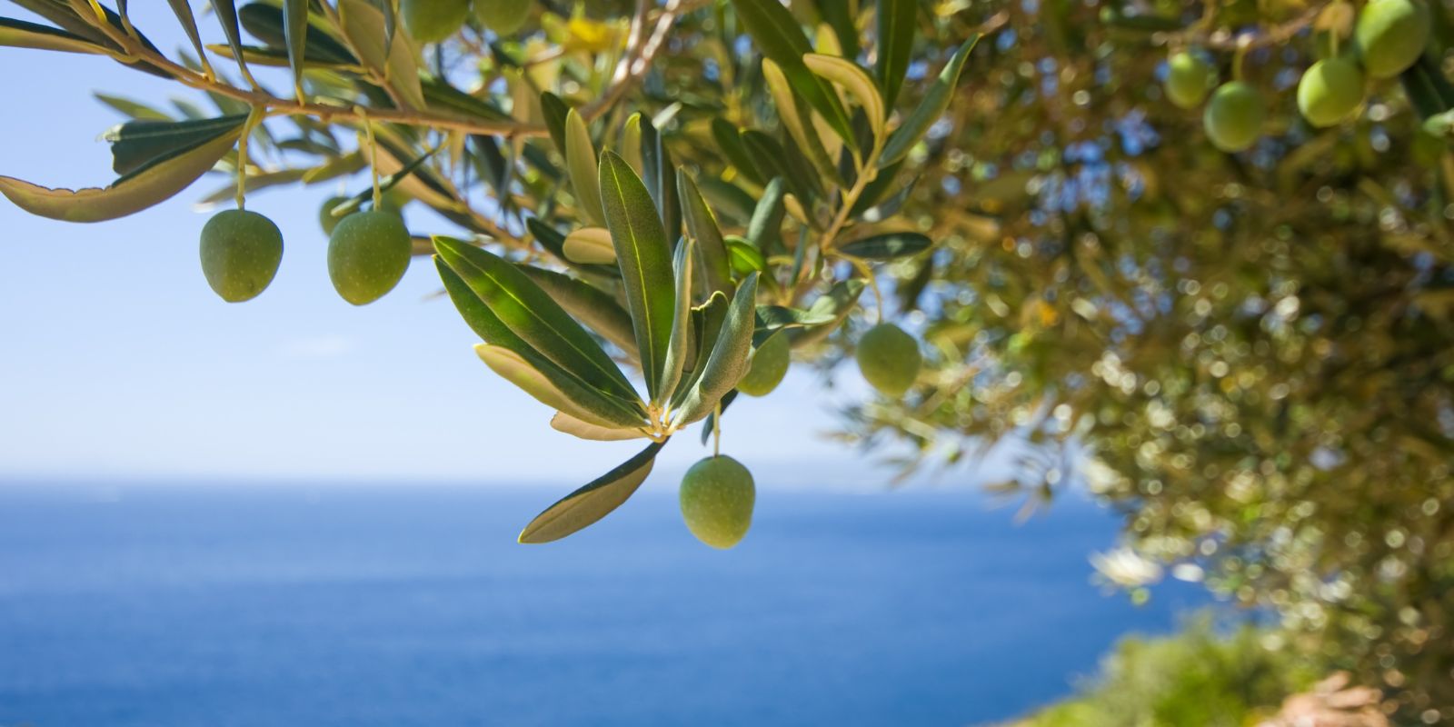 taste-greece-olive-oils-category-banner-image